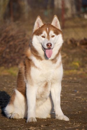 Dog Photo
