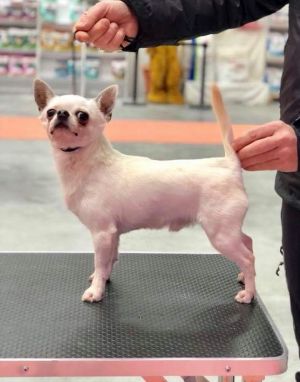 Dog Photo