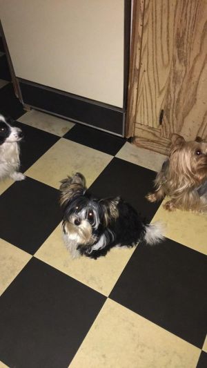 Dog Photo