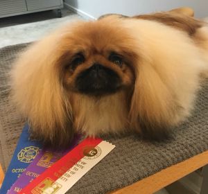 Dog Photo