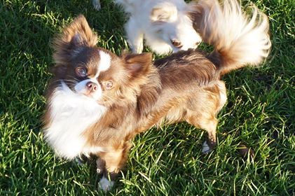 Dog Photo
