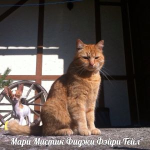 Dog Photo