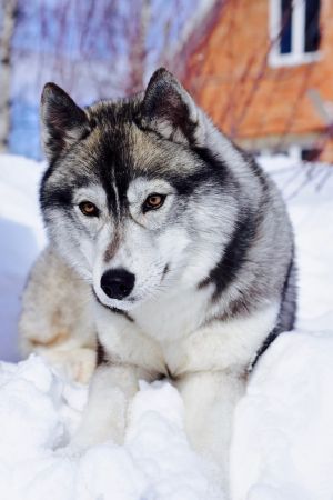 Dog Photo
