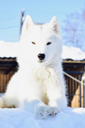Dog Photo