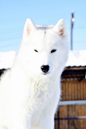 Dog Photo