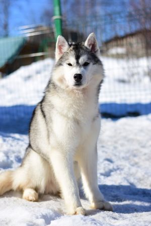 Dog Photo