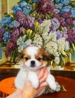 Dog Photo