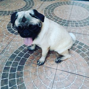 Dog Photo