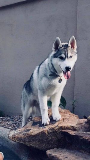 Dog Photo
