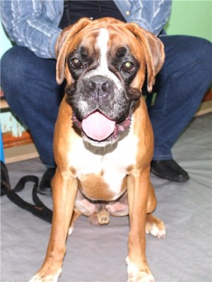 Dog Photo
