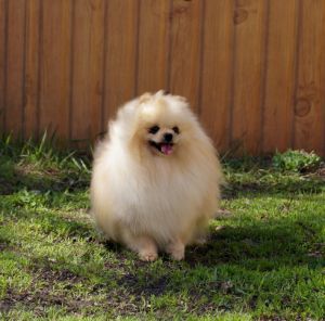 Dog Photo
