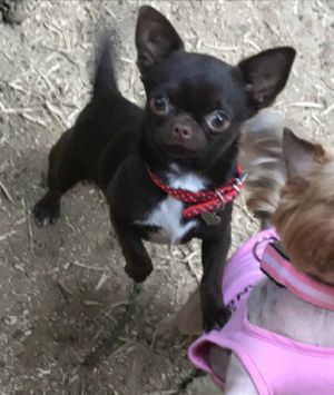 Dog Photo