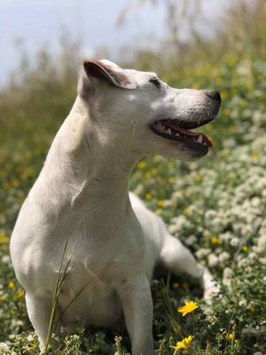 Dog Photo