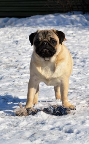 Dog Photo