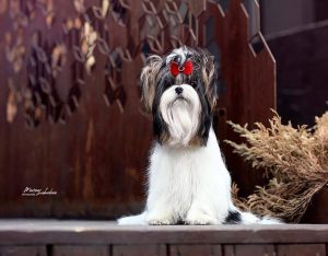 Dog Photo