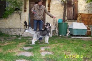 Dog Photo