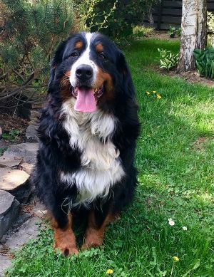 Dog Photo