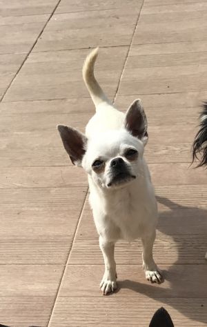 Dog Photo