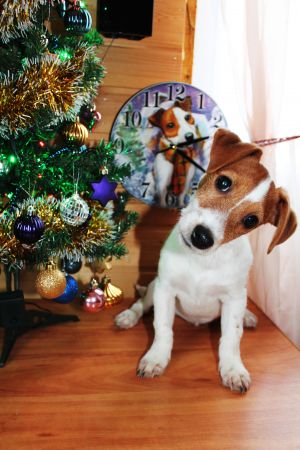 Dog Photo