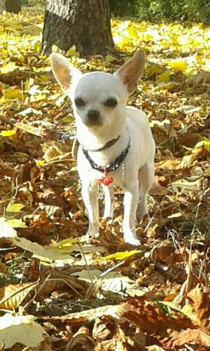 Dog Photo