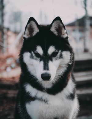 Dog Photo