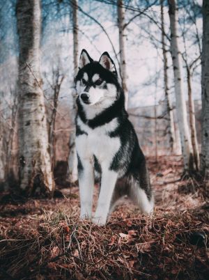 Dog Photo