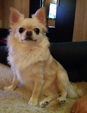 Dog Photo