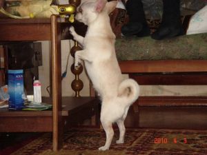 Dog Photo