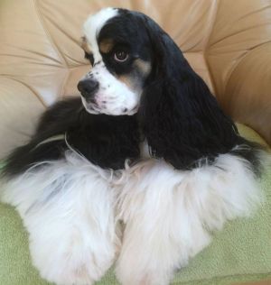 Dog Photo