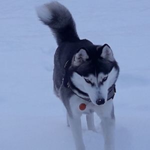 Dog Photo