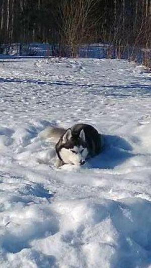 Dog Photo