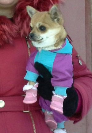 Dog Photo