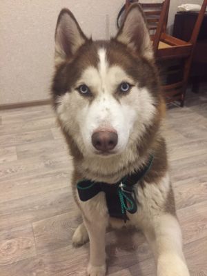 Dog Photo