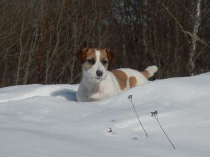 Dog Photo