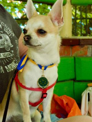 Dog Photo