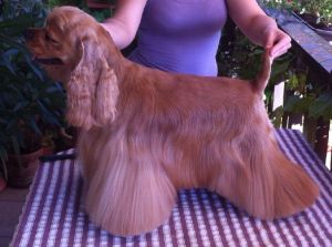 Dog Photo