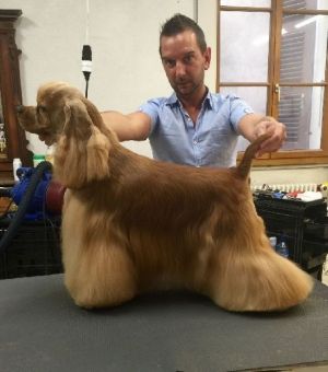 Dog Photo