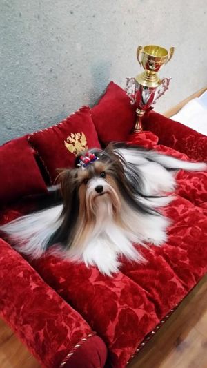 Dog Photo