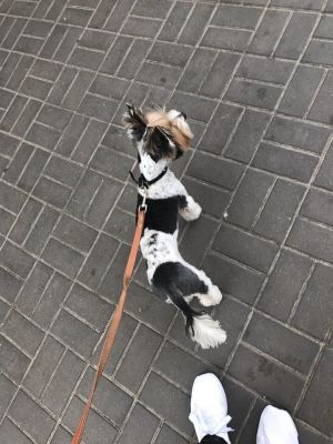 Dog Photo