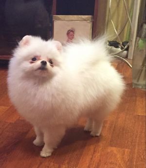 Dog Photo