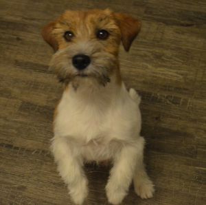 Dog Photo