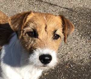 Dog Photo