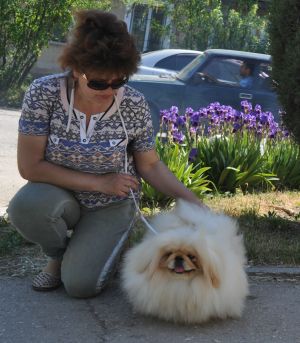 Dog Photo