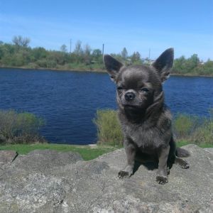 Dog Photo