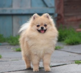 Dog Photo