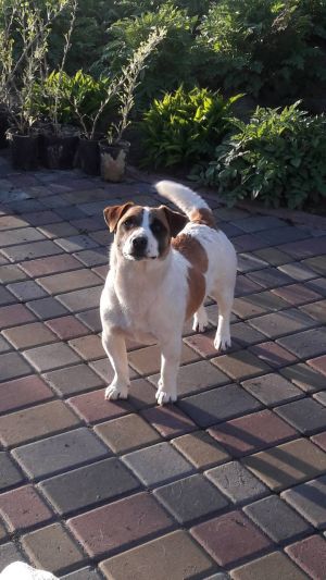 Dog Photo