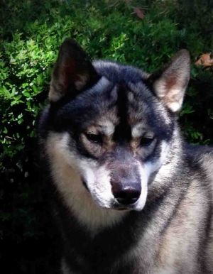 Dog Photo