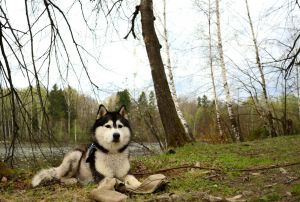 Dog Photo