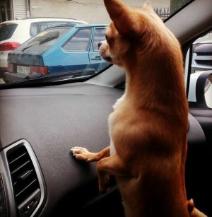 Dog Photo