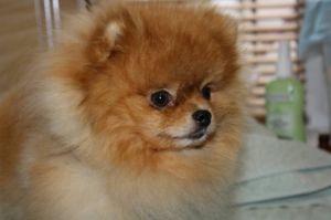 Dog Photo